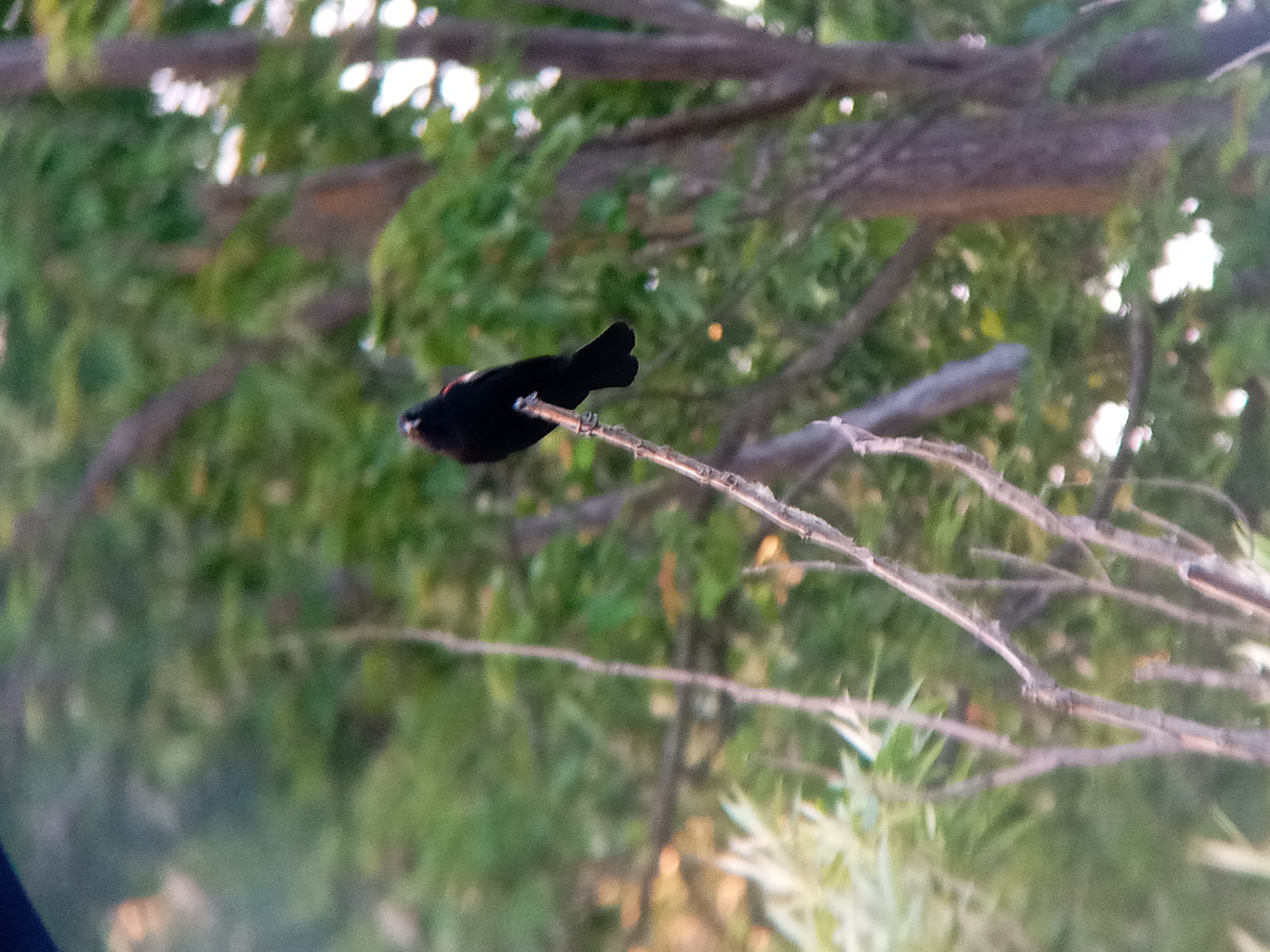 A picture of a Red-winged blackbird.