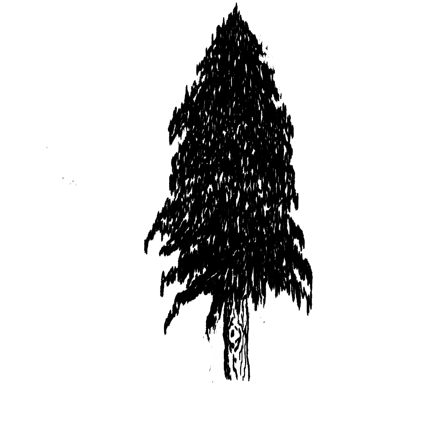 Sketch of pine tree