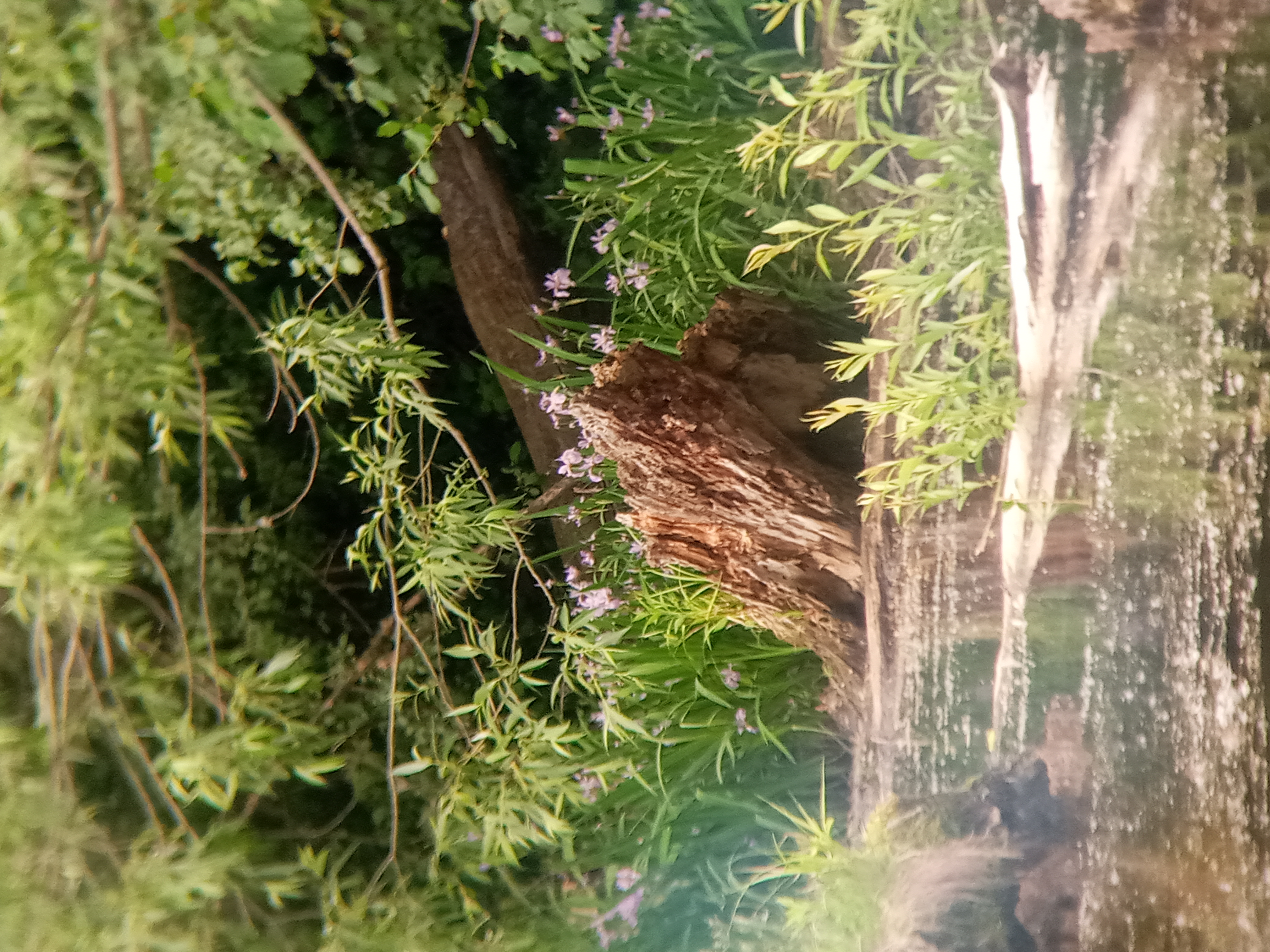 A preview image for the category featuring a broken tree trunk on the side of a body of water with flowers and thick vegetation behind.